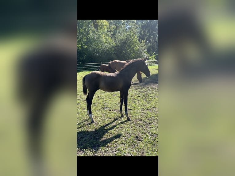 Westfaal Hengst 1 Jaar Zwart in Münster