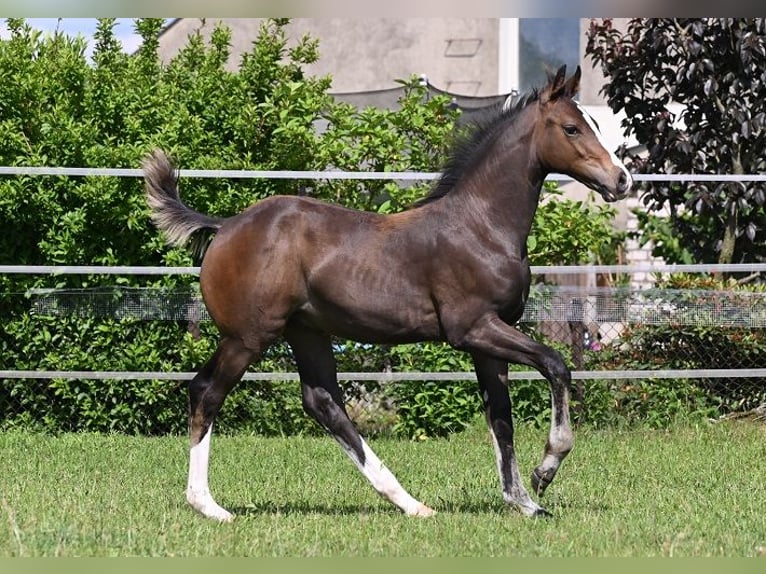Westfaal Hengst 1 Jaar Zwartbruin in Reichenwalde