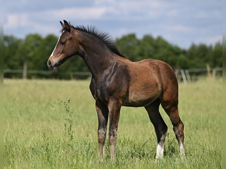 Westfaal Hengst 1 Jaar Zwartbruin in Reichenwalde