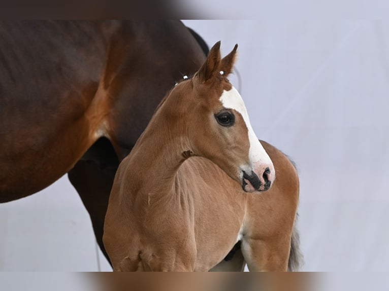 Westfaal Hengst 1 Jaar Zwartbruin in Reichenwalde