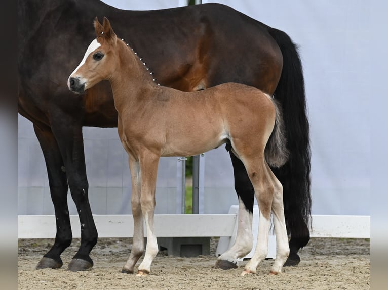 Westfaal Hengst 1 Jaar Zwartbruin in Reichenwalde