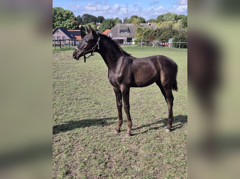 Westfaal Hengst 1 Jaar Zwartbruin in Menden