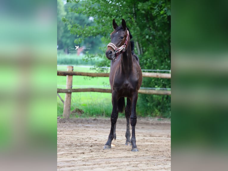 Westfaal Hengst 1 Jaar Zwartbruin in Neuenkirchen-Vörden