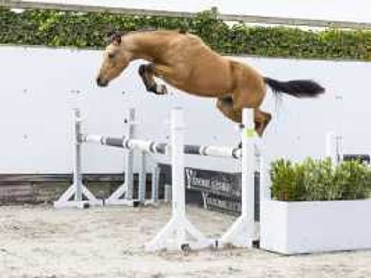 Westfaal Hengst 2 Jaar 140 cm Bruin in Waddinxveen