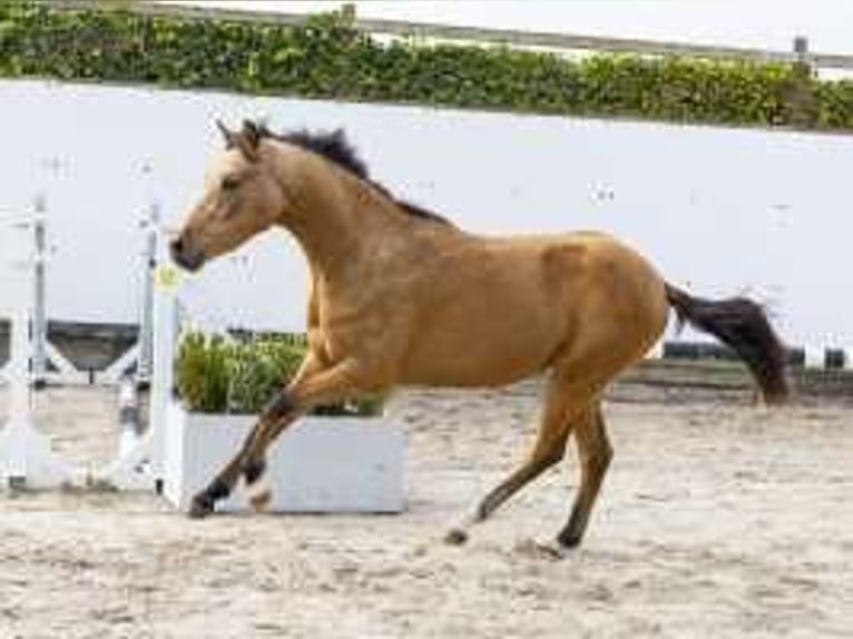 Westfaal Hengst 2 Jaar 140 cm Bruin in Waddinxveen