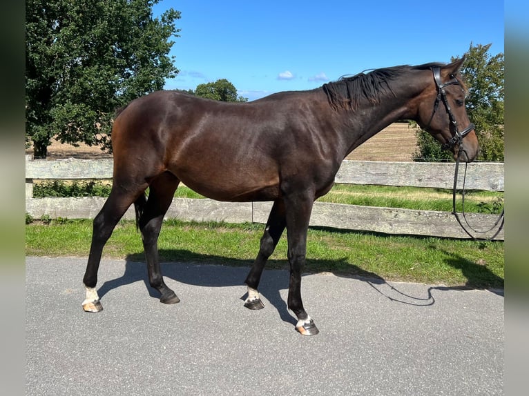 Westfaal Hengst 2 Jaar 145 cm Donkerbruin in Kronsgaard