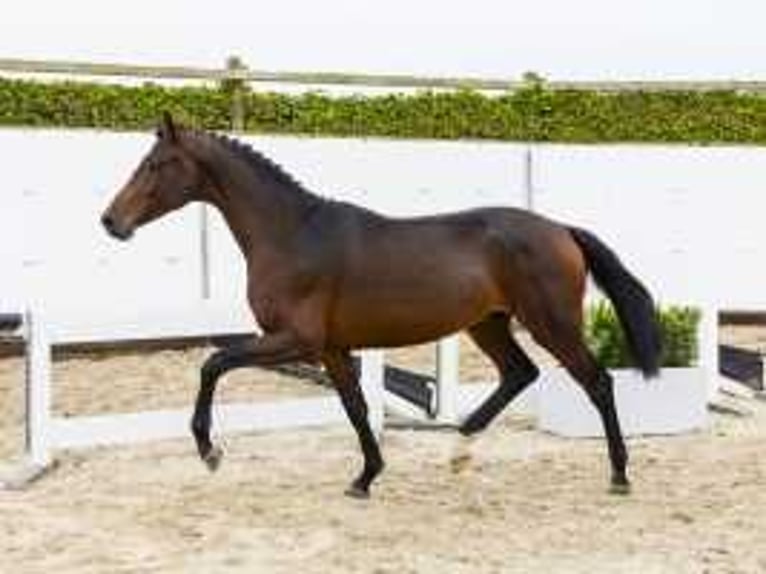 Westfaal Hengst 2 Jaar 159 cm Bruin in Waddinxveen