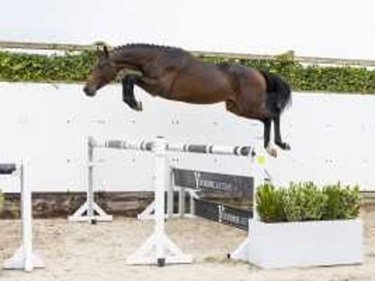 Westfaal Hengst 2 Jaar 159 cm Bruin in Waddinxveen