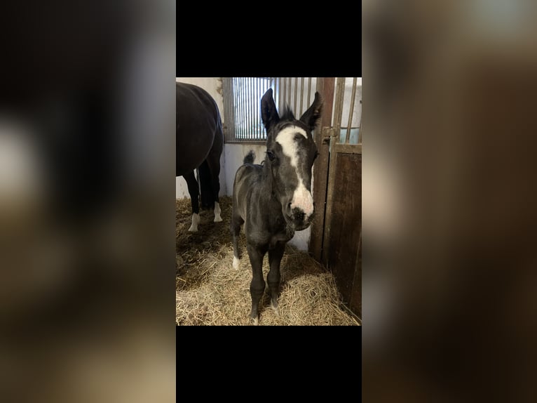 Westfaal Hengst 2 Jaar 160 cm Zwart in Herford