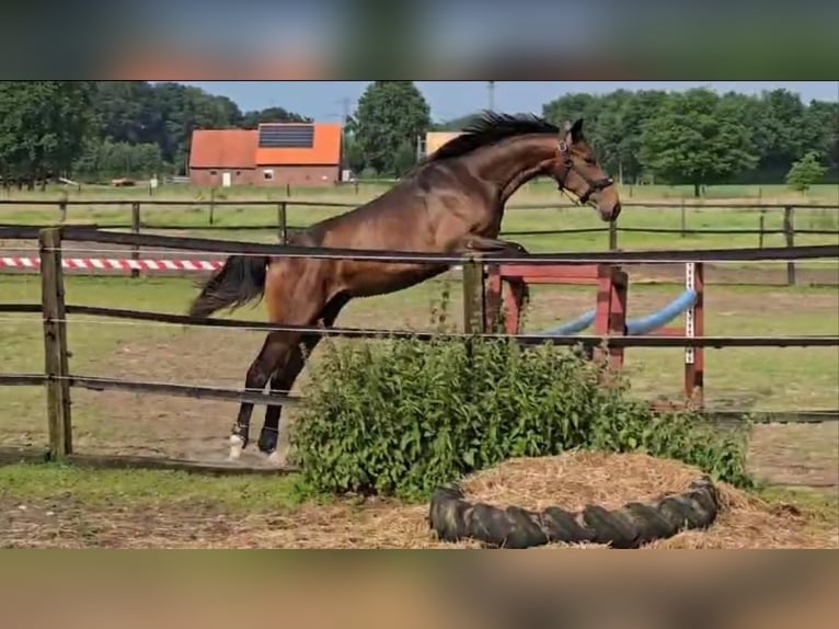 Westfaal Hengst 2 Jaar 161 cm Zwartbruin in Legden