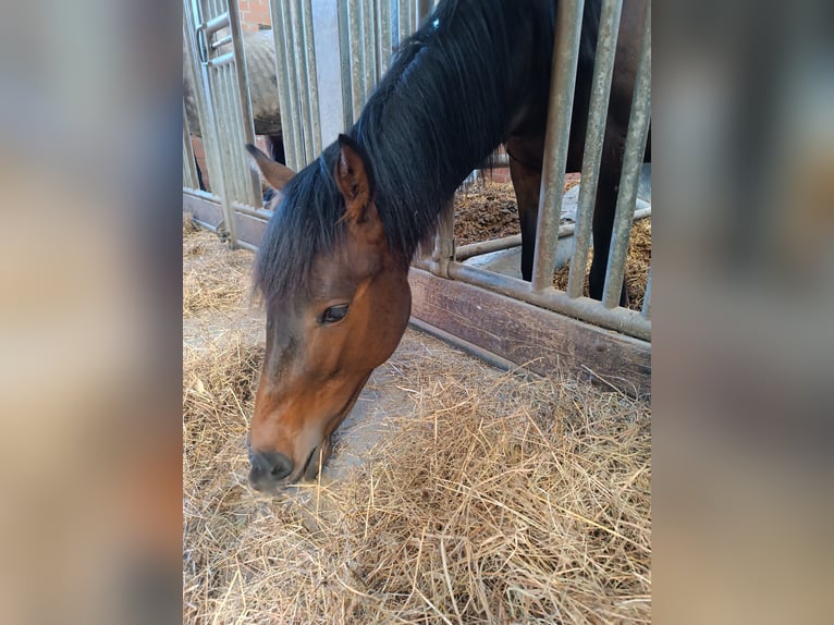 Westfaal Hengst 2 Jaar 162 cm Donkerbruin in Steinhagen