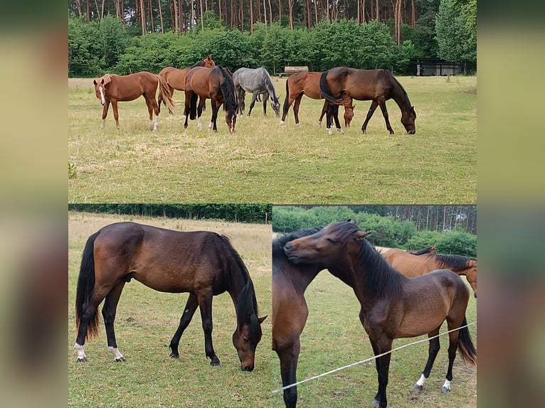 Westfaal Hengst 2 Jaar 162 cm Donkerbruin in Steinhagen