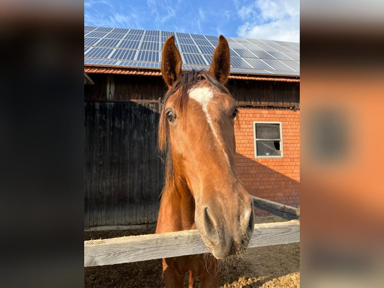 Westfaal Hengst 2 Jaar 162 cm Donkere-vos in Telgte