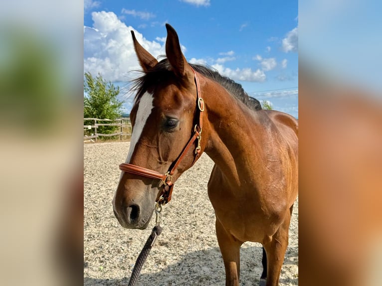 Westfaal Hengst 2 Jaar 163 cm Bruin in Weiskirchen