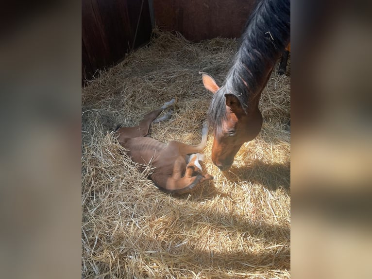 Westfaal Hengst 2 Jaar 163 cm Bruin in Weiskirchen