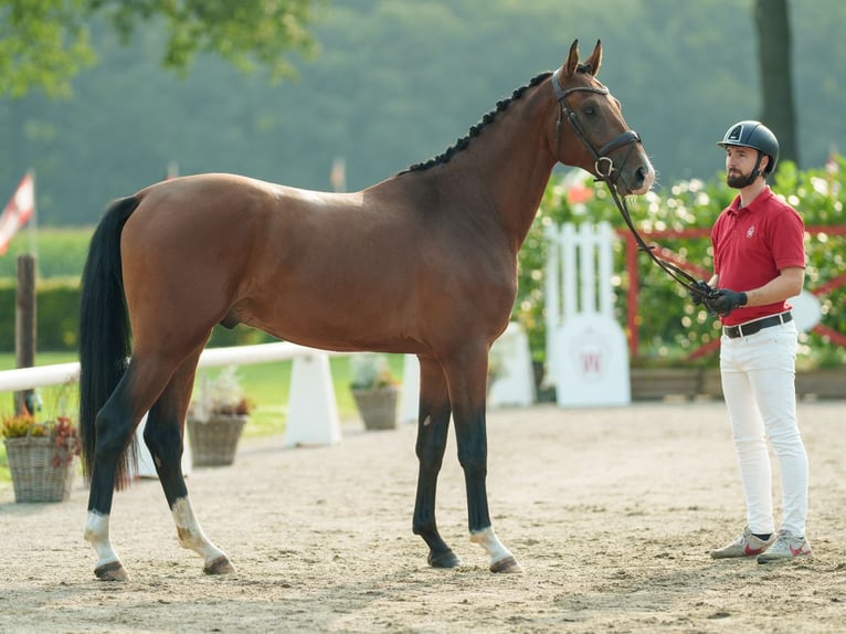 Westfaal Hengst 2 Jaar 163 cm Donkerbruin in Münster