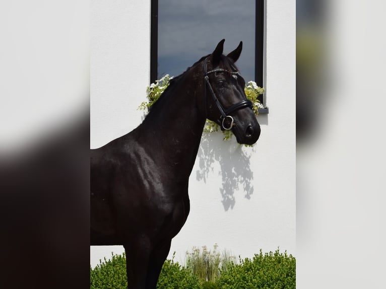 Westfaal Hengst 2 Jaar 163 cm Zwart in Wysin