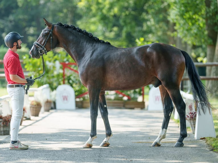 Westfaal Hengst 2 Jaar 165 cm Bruin in Münster