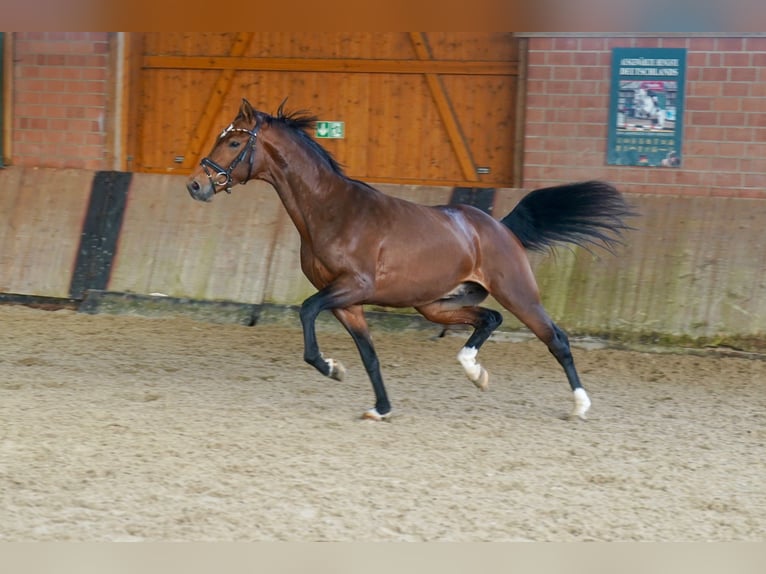 Westfaal Hengst 2 Jaar 165 cm Bruin in Paderborn