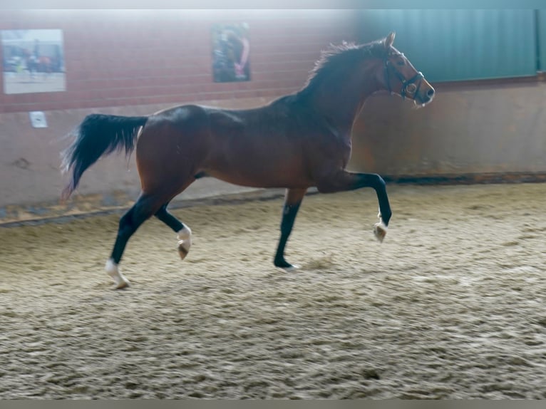 Westfaal Hengst 2 Jaar 165 cm Bruin in Paderborn