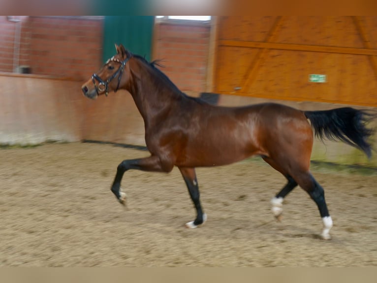 Westfaal Hengst 2 Jaar 165 cm Bruin in Paderborn