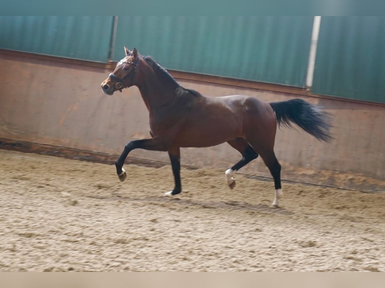 Westfaal Hengst 2 Jaar 165 cm Bruin in Paderborn