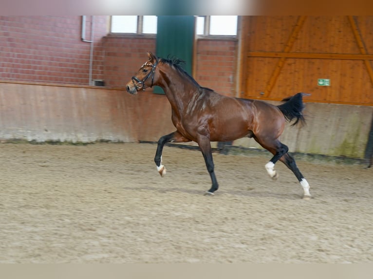 Westfaal Hengst 2 Jaar 165 cm Bruin in Paderborn