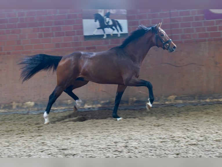 Westfaal Hengst 2 Jaar 165 cm Bruin in Paderborn