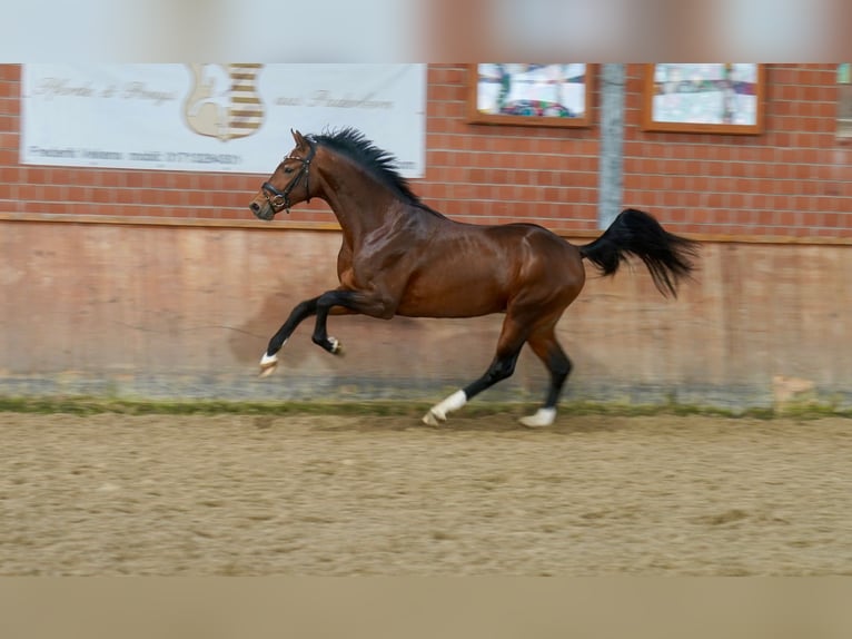 Westfaal Hengst 2 Jaar 165 cm Bruin in Paderborn