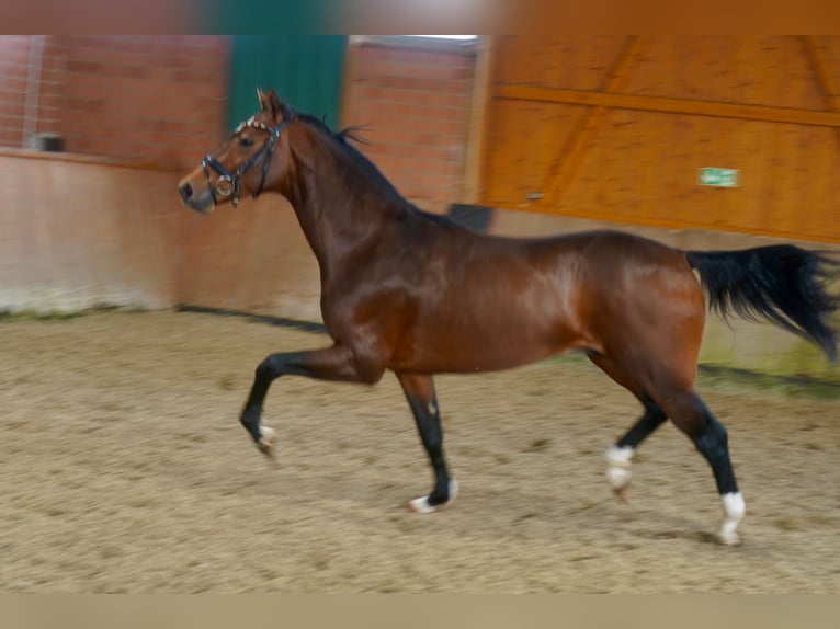 Westfaal Hengst 2 Jaar 165 cm Bruin in Paderborn