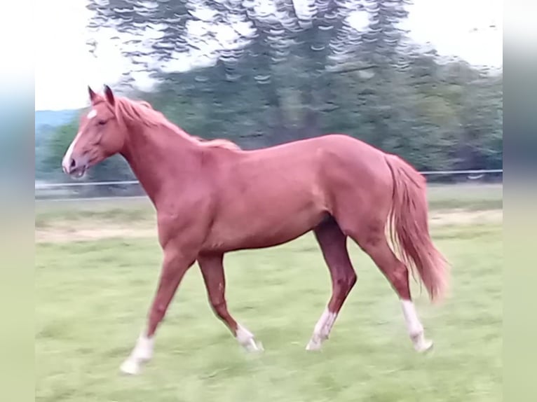 Westfaal Hengst 2 Jaar 165 cm Donkere-vos in Hasbergen