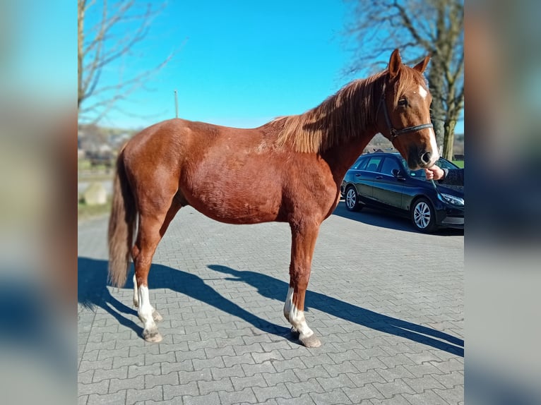 Westfaal Hengst 2 Jaar 165 cm Donkere-vos in Hasbergen