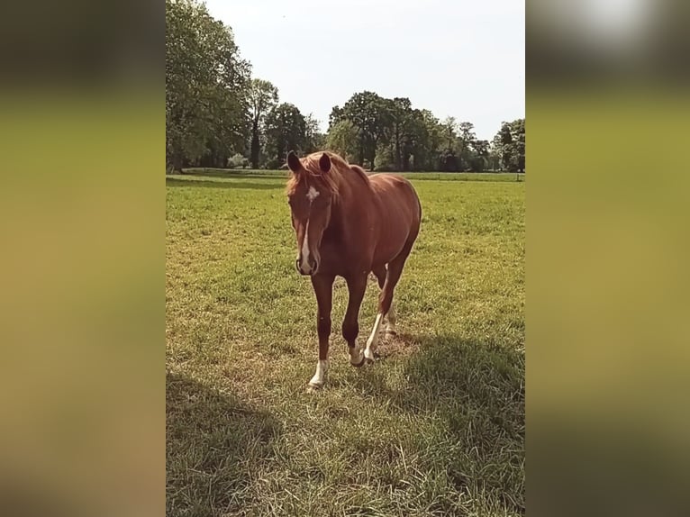 Westfaal Hengst 2 Jaar 165 cm Donkere-vos in Hasbergen