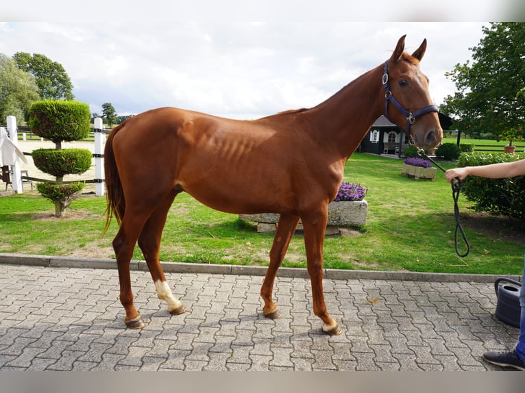 Westfaal Hengst 2 Jaar 165 cm Vos in Nordwalde