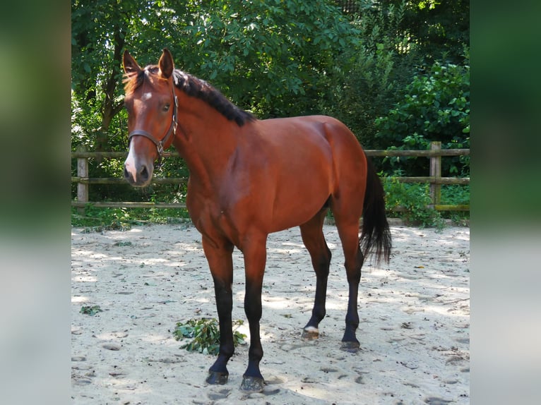 Westfaal Hengst 2 Jaar 166 cm in Dorsten