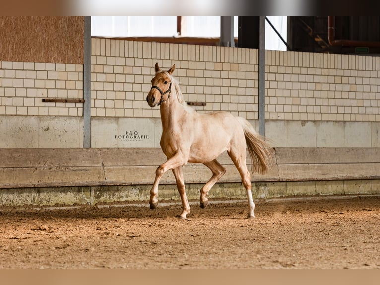 Westfaal Hengst 2 Jaar 166 cm Palomino in Marl