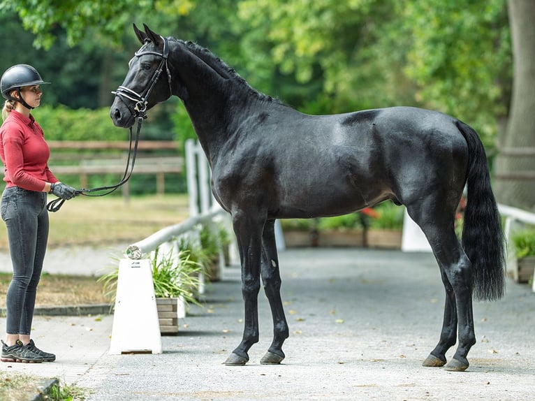 Westfaal Hengst 2 Jaar 166 cm Zwartbruin in M&#xFC;nster-Handorf