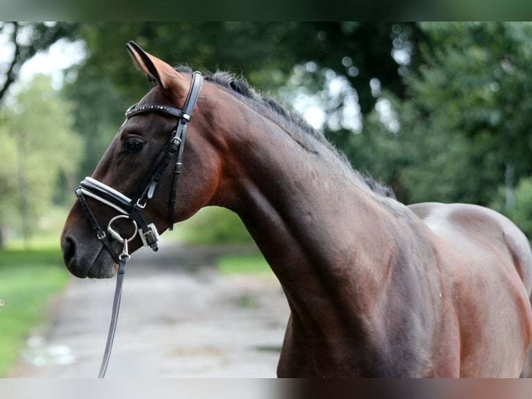 Westfaal Hengst 2 Jaar 167 cm Bruin in Kutenholz