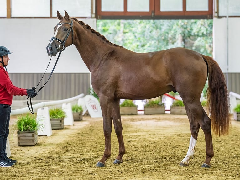 Westfaal Hengst 2 Jaar 167 cm Bruin in Mnster-Handorf