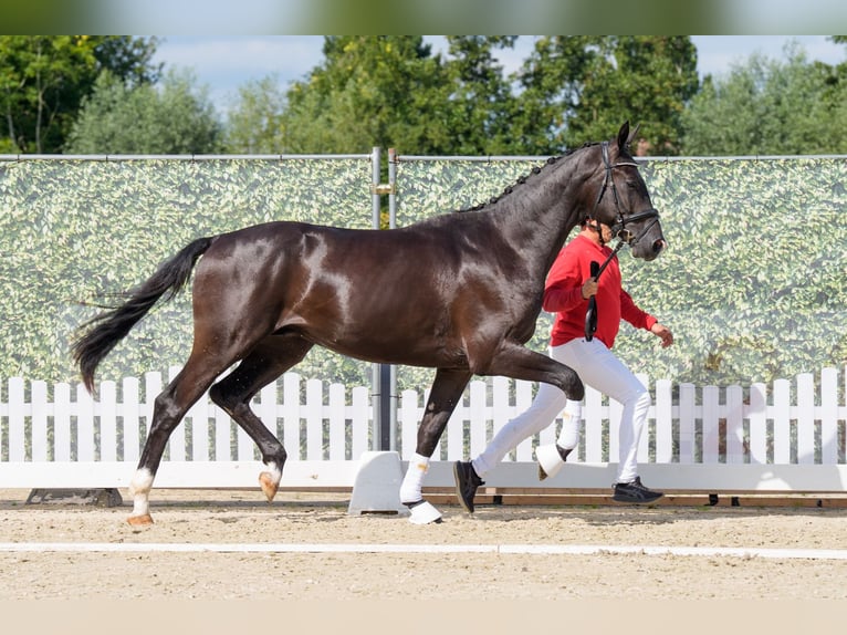 Westfaal Hengst 2 Jaar 167 cm Zwart in Coesfeld