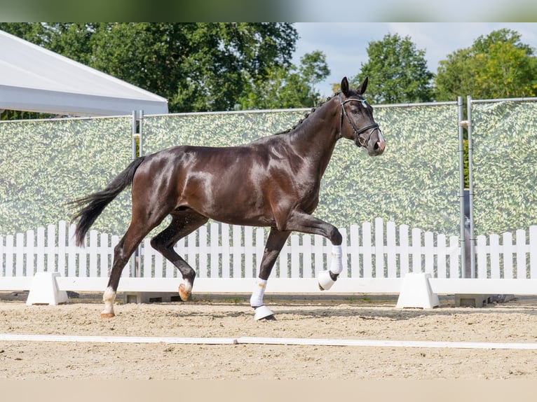 Westfaal Hengst 2 Jaar 167 cm Zwart in Coesfeld