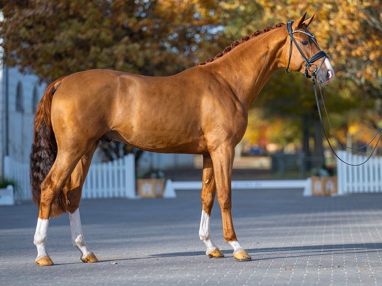 Westfaal Hengst 2 Jaar 168 cm Donkere-vos in Redefin