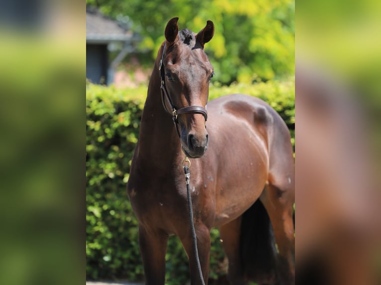 Westfaal Hengst 2 Jaar 169 cm Donkerbruin in Zieuwent