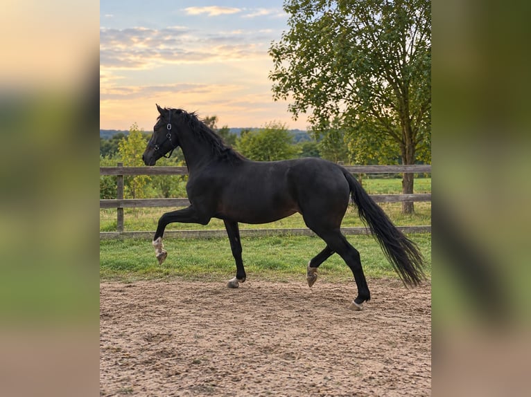 Westfaal Hengst 2 Jaar 169 cm Donkerbruin in Vienenburg
