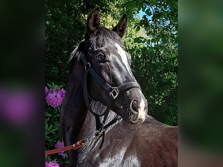 Westfaal Hengst 2 Jaar 169 cm Zwart in Greven