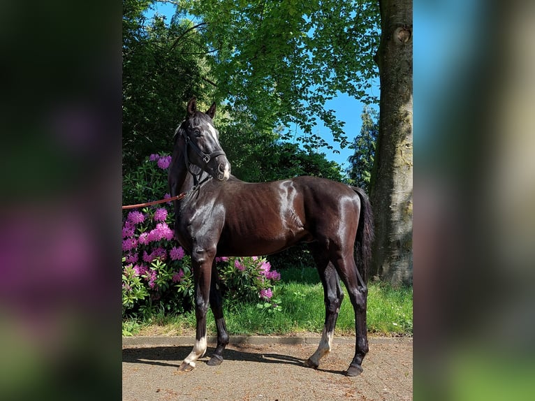 Westfaal Hengst 2 Jaar 169 cm Zwart in Greven