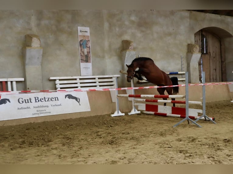Westfaal Hengst 2 Jaar 170 cm Bruin in D&#xF6;rentrup
