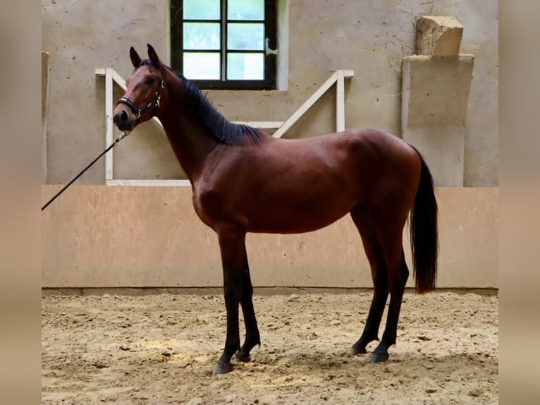 Westfaal Hengst 2 Jaar 170 cm Bruin in D&#xF6;rentrup