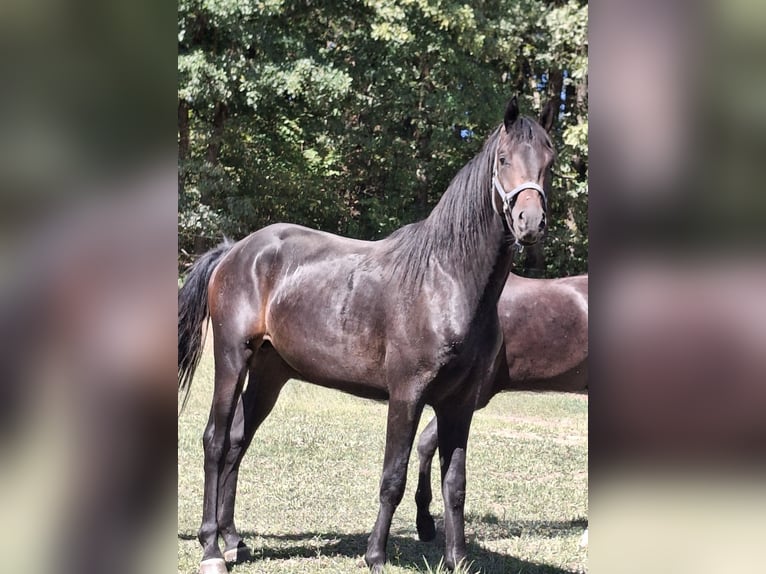 Westfaal Hengst 2 Jaar 170 cm Donkerbruin in Wenden