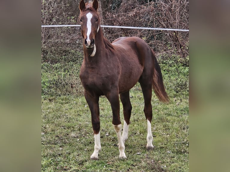 Westfaal Mix Hengst 2 Jaar 170 cm Donkerbruin in Darnózseli